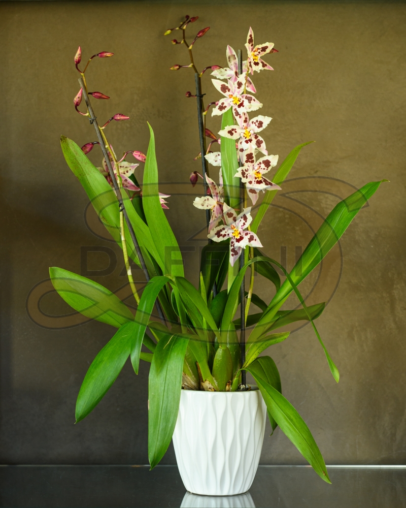 Fiori - Fioreria Daffini Orchidea Miltonia 