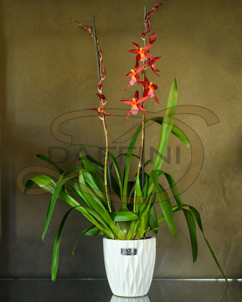 Fiori - Fioreria Daffini Orchidea 