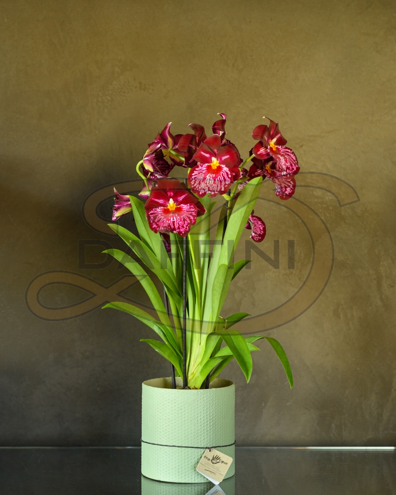 Fiori - Fioreria Daffini Orchidea